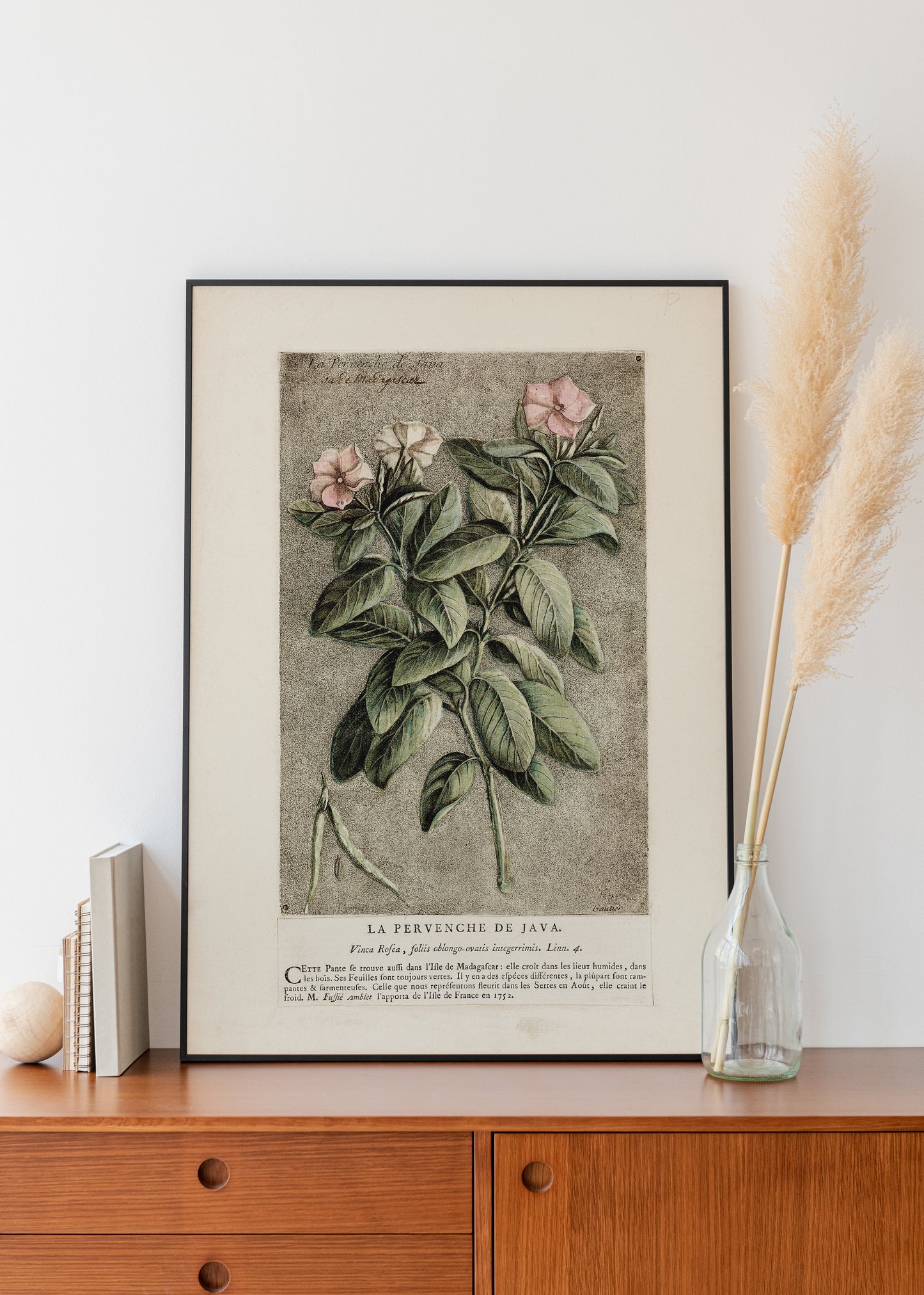 The Periwinkle of Java