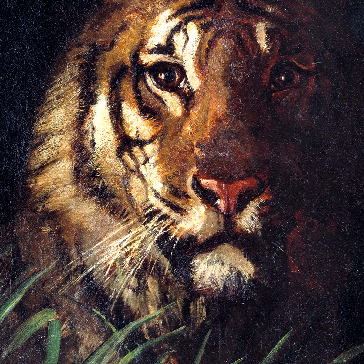 Tiger’s Head