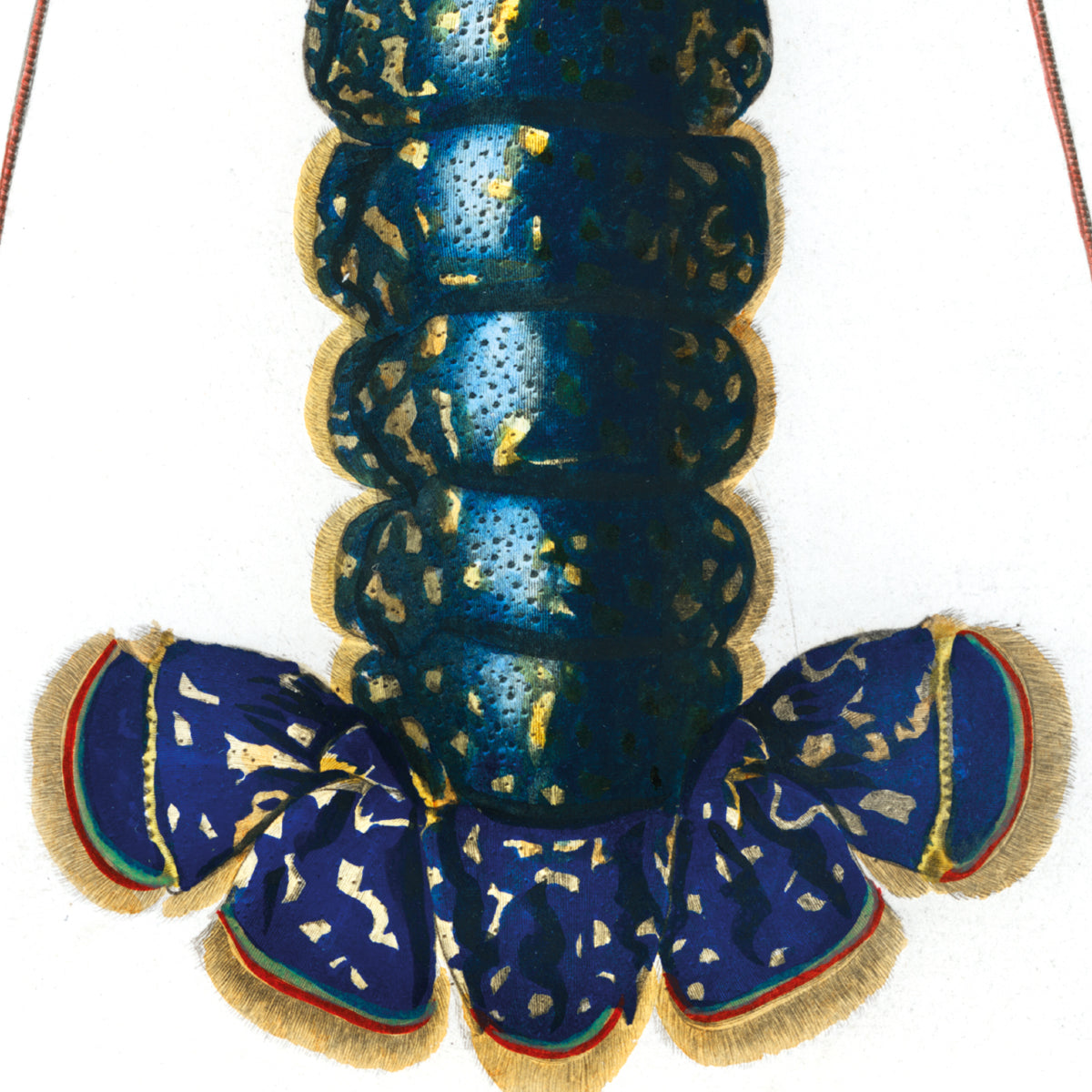 Crimson Flusskrebs