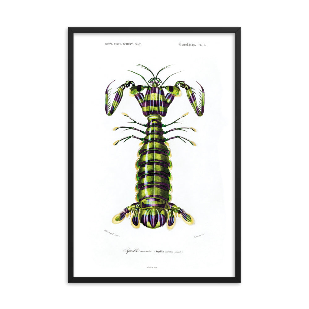 Riesenmantis Garnele