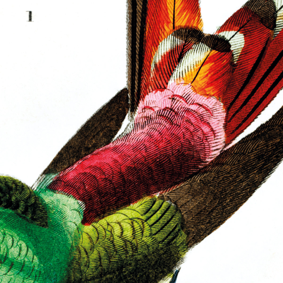 Zwei Vögel