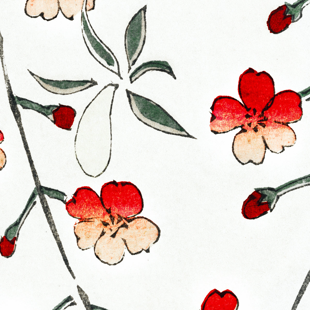 Kirschblüte