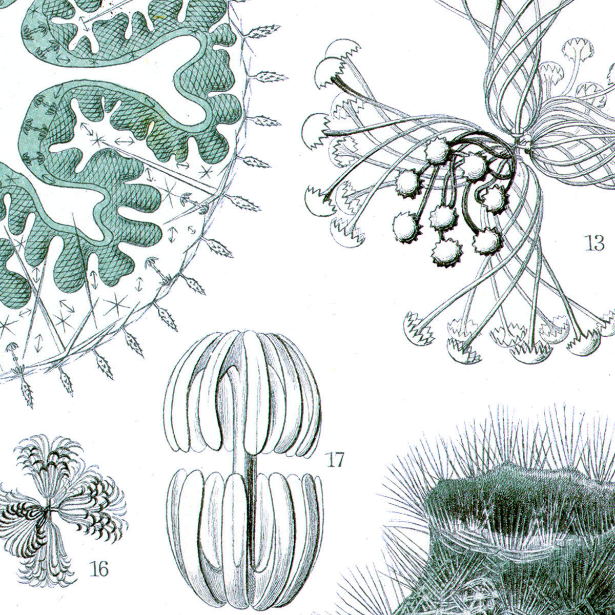 Hexactinellae - Schwamm