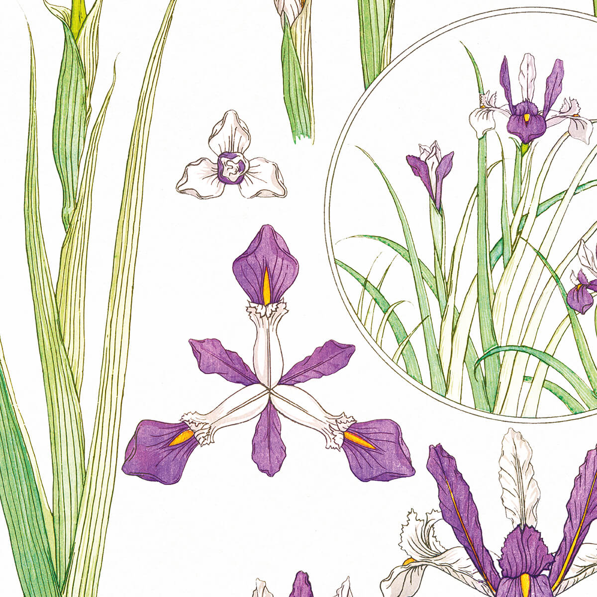 Iris - #1