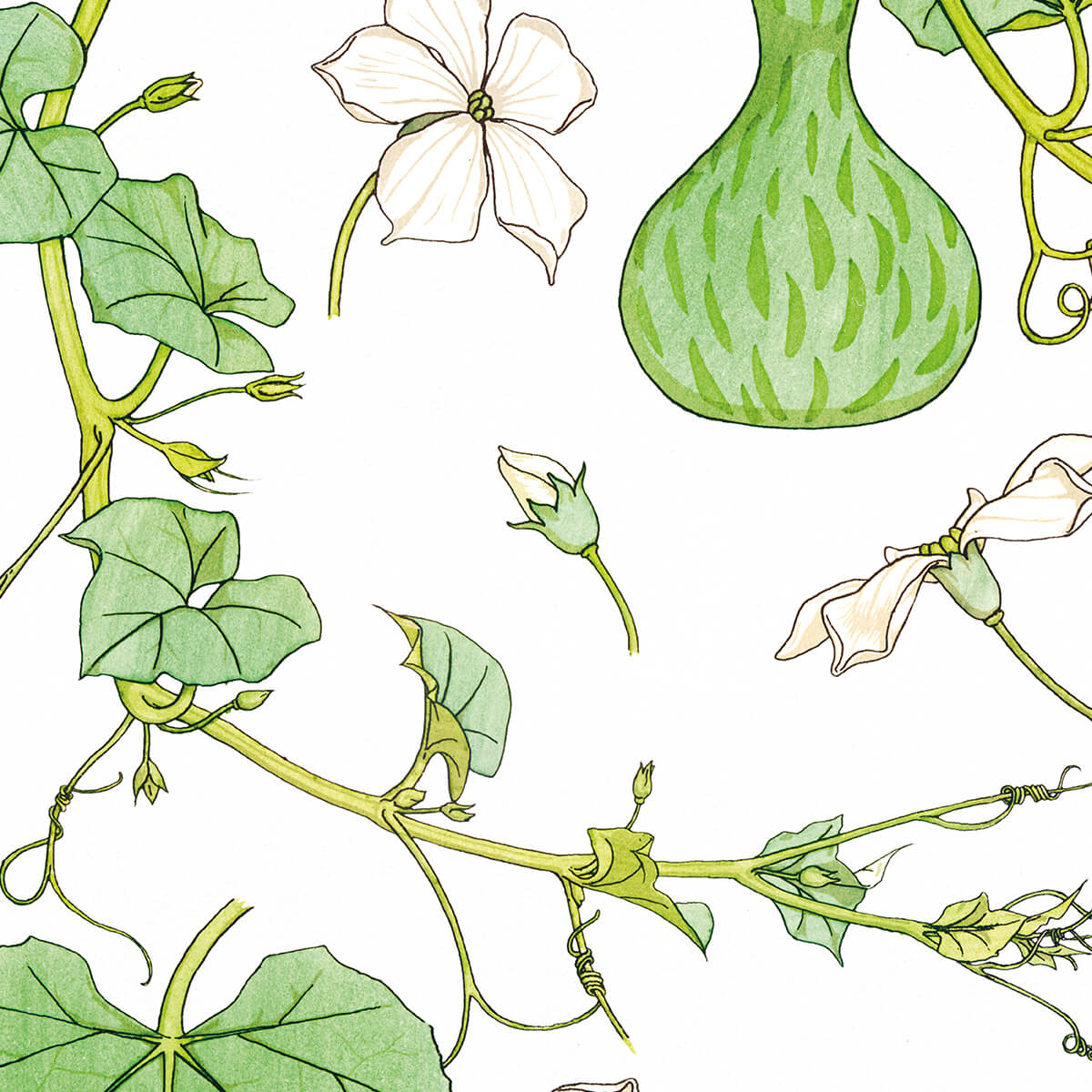 Courge (Courd) - #13