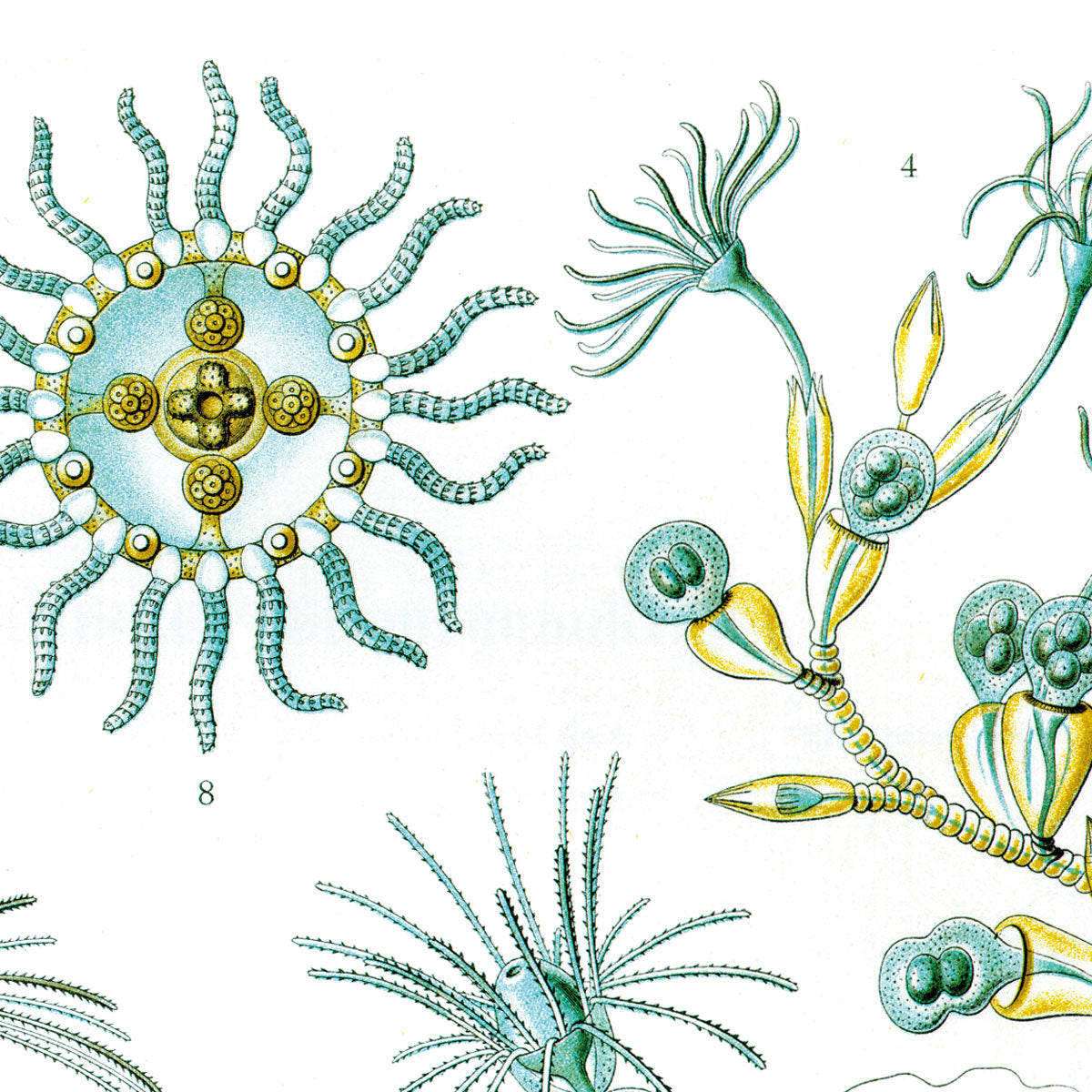 Campanariae - Polyp - Cnidaria