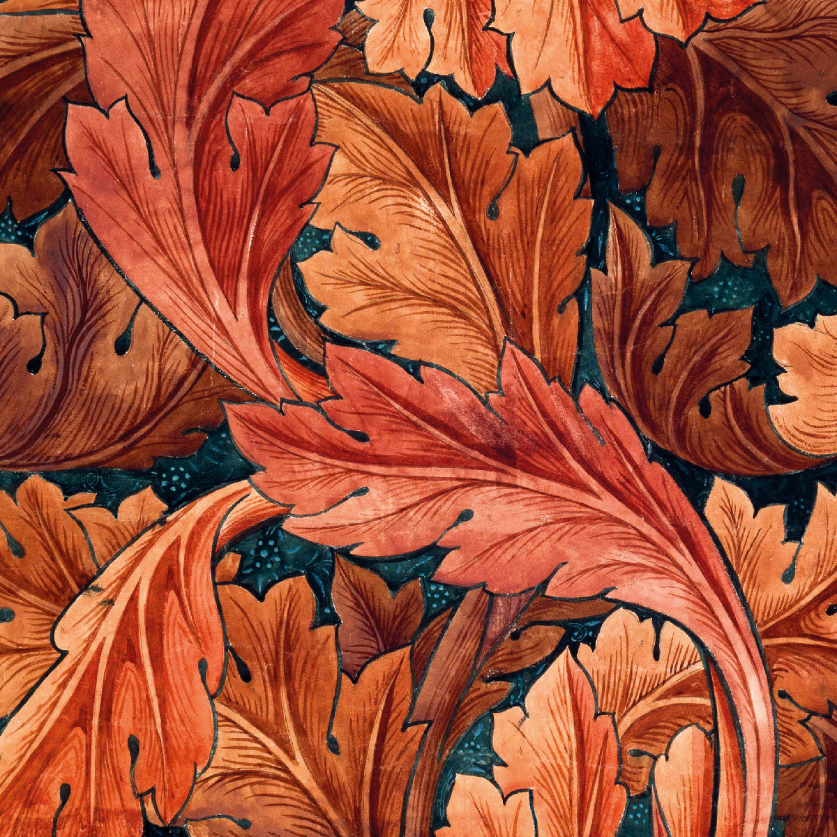Acanthus