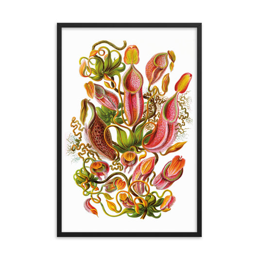 Nepenthaceae - Kannenpflanze