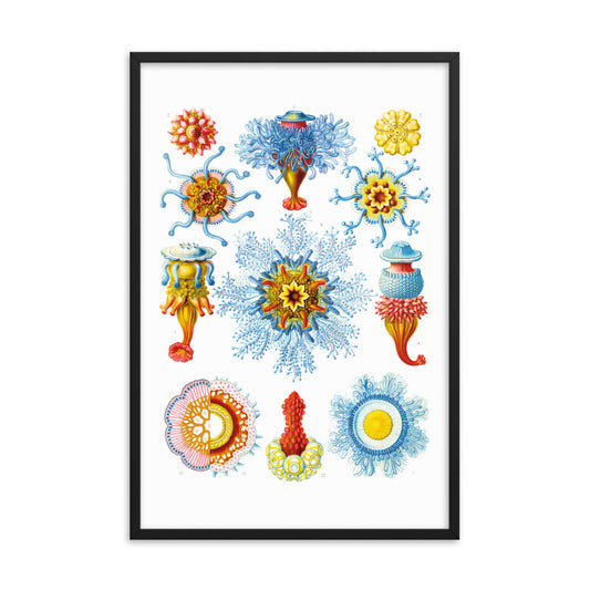 Siphonophorae - Quallen