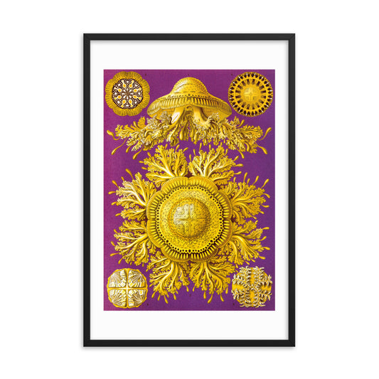 Discomedusae – Quallen 2