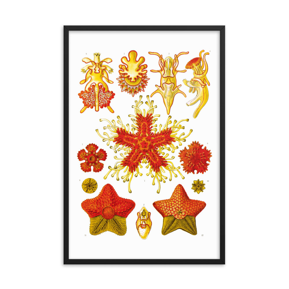 Asteridea - Seestern