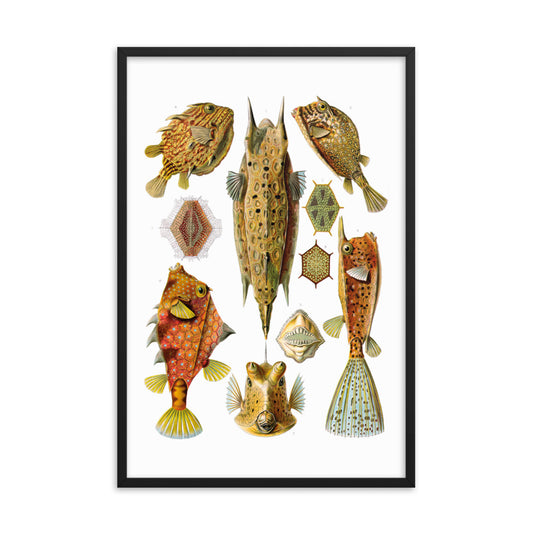 Ostraciidae - Fische