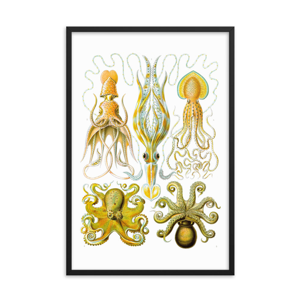 Gamochonia - Oktopus