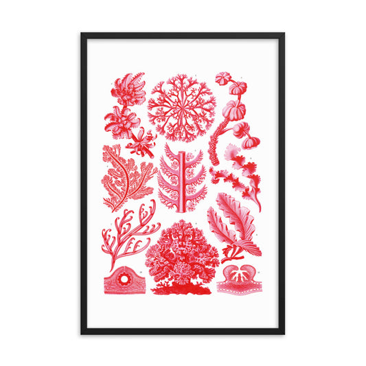 Florideae - Delesseria - Algen