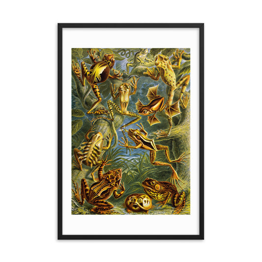 Batrachia - Frösche