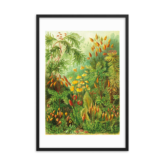 Muscinae - Polytrichum