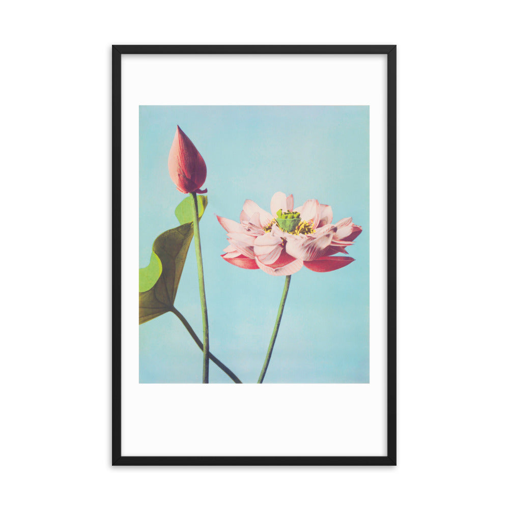 Lotus Blume