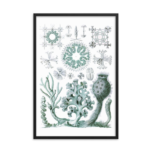 Hexactinellae - Schwamm