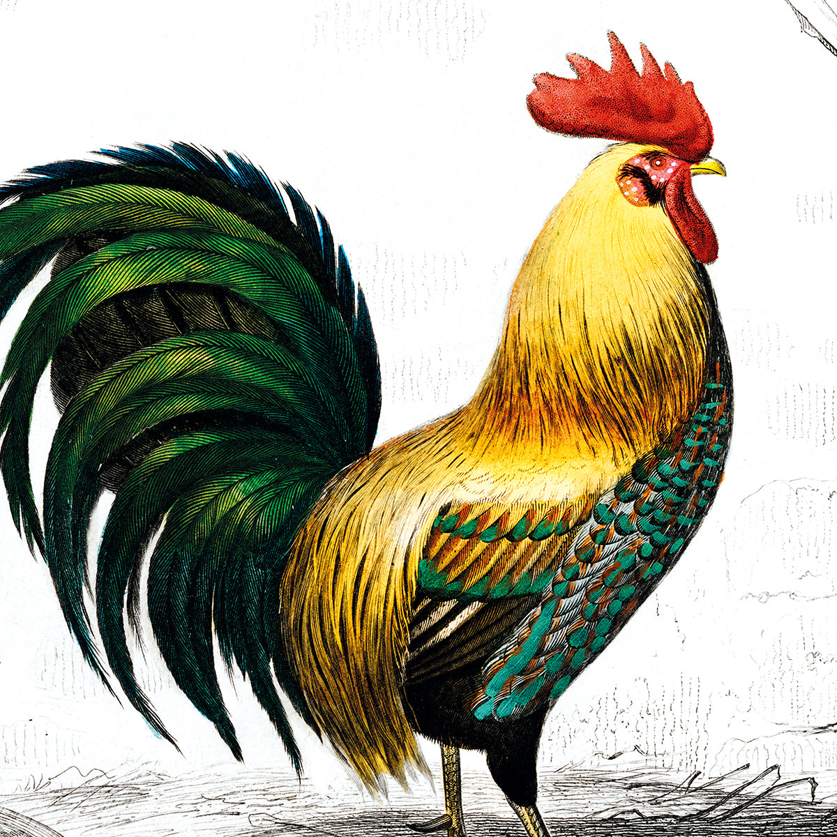 Gallus