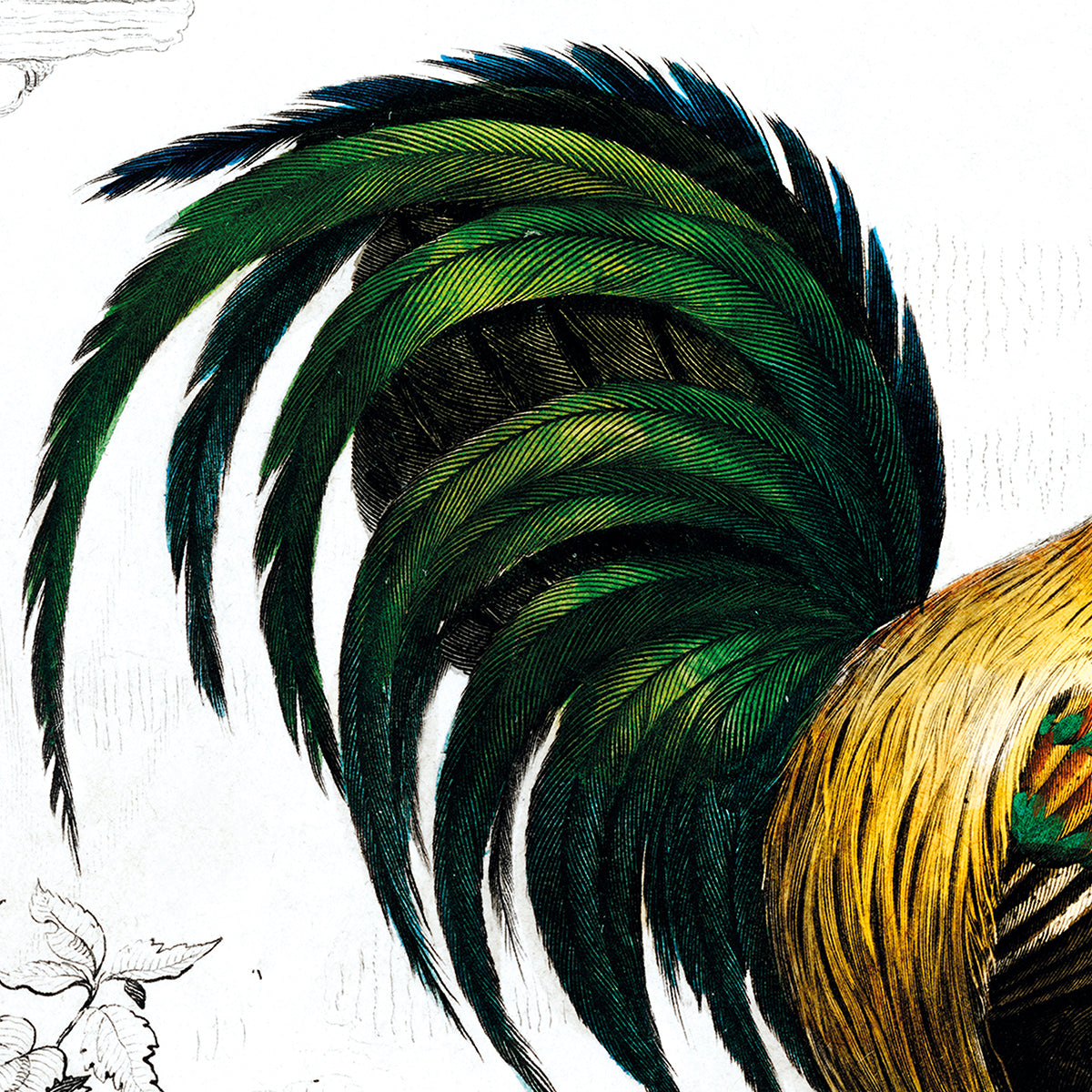 Gallus