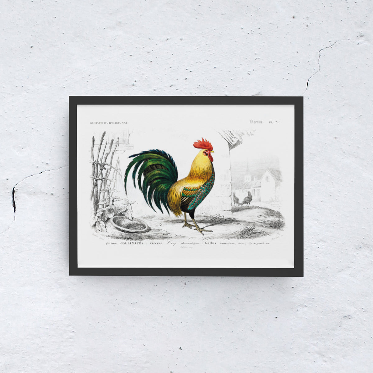 Gallus