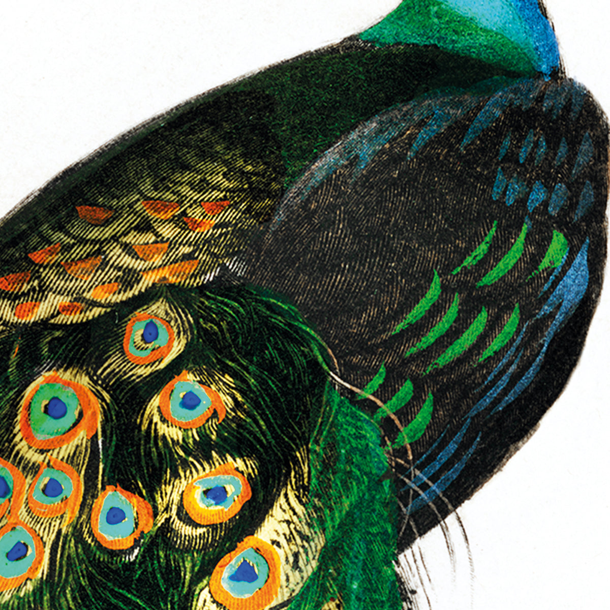 Indischer Pfau - Pavo Cristatus