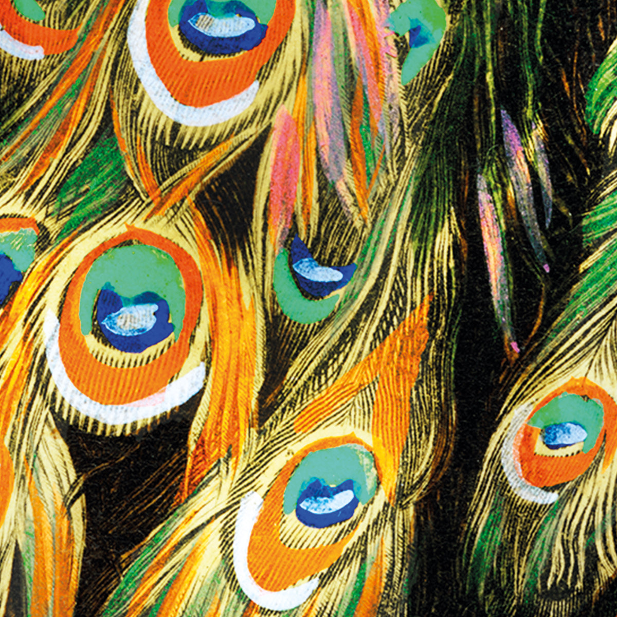 Indischer Pfau - Pavo Cristatus