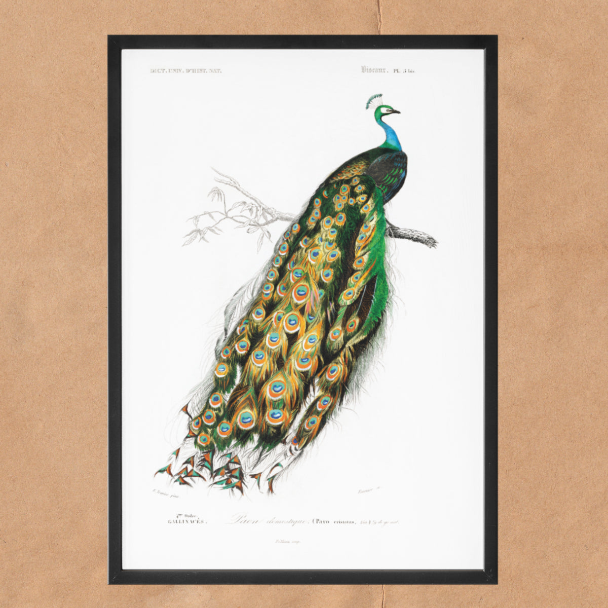 Indischer Pfau - Pavo Cristatus