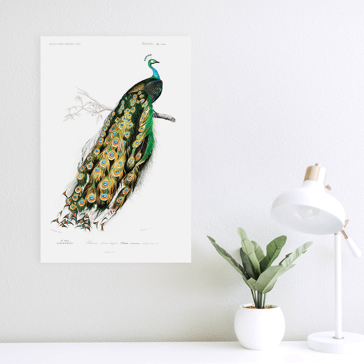 Indischer Pfau - Pavo Cristatus