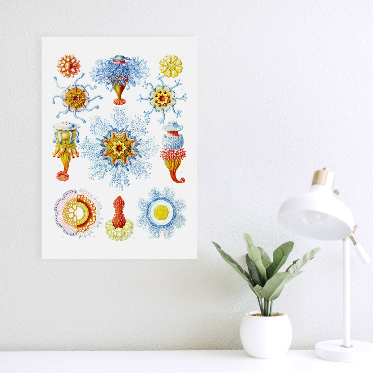 Siphonophorae - Quallen