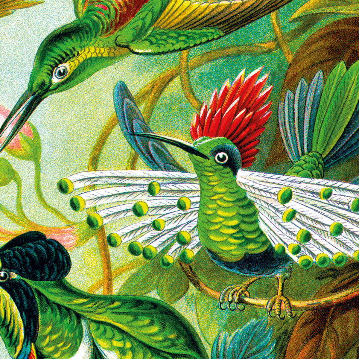 Trochilidae - Kolibris