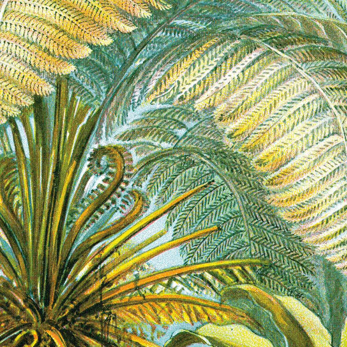 Filicinae - Farn
