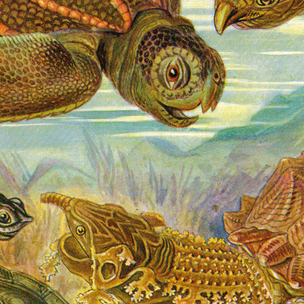Chelonia - Schildkröten