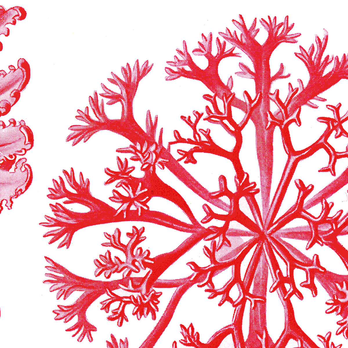 Florideae - Delesseria - Algen