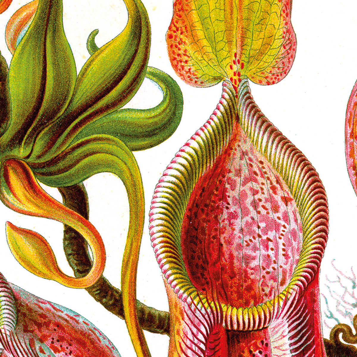 Nepenthaceae - Kannenpflanze