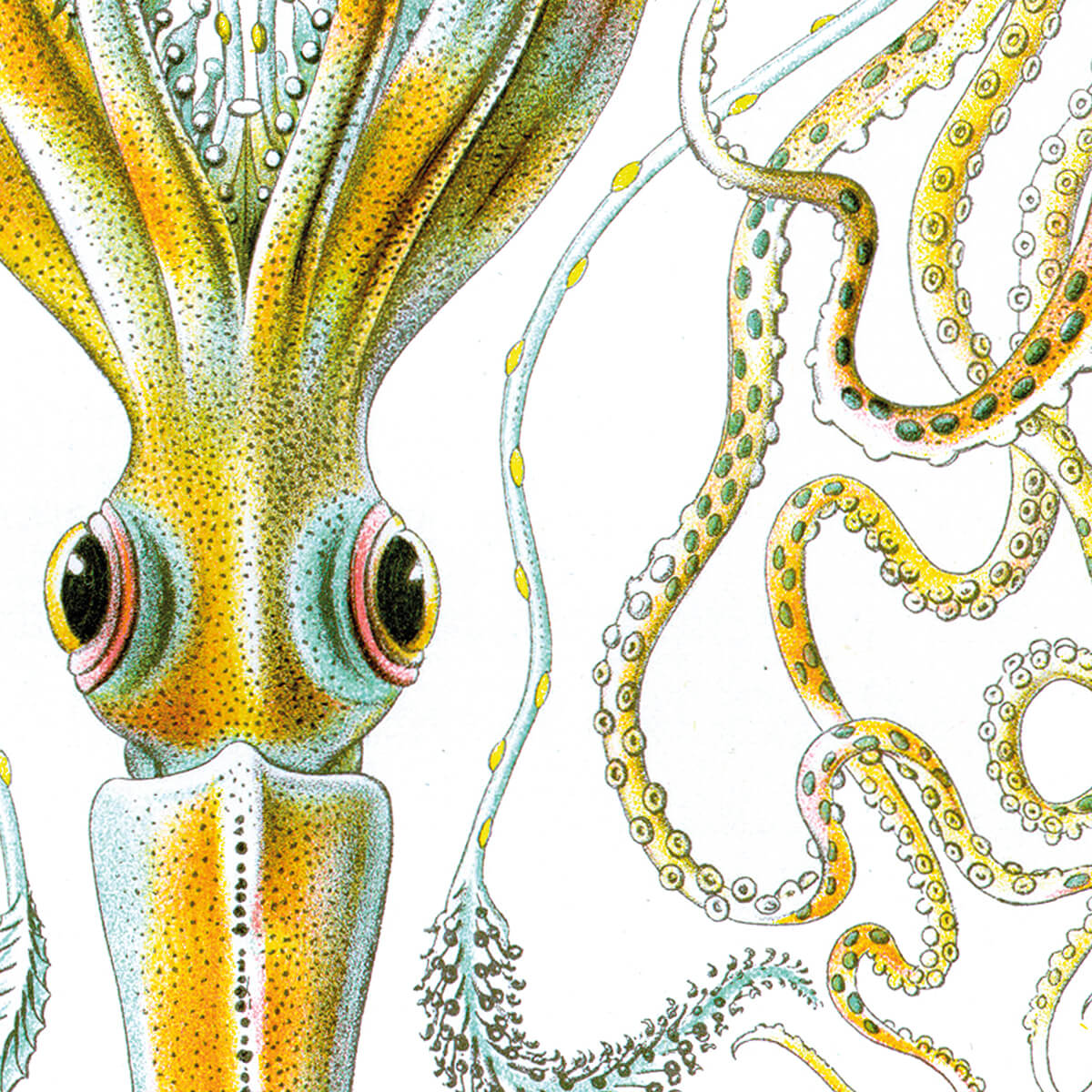 Gamochonia - Oktopus