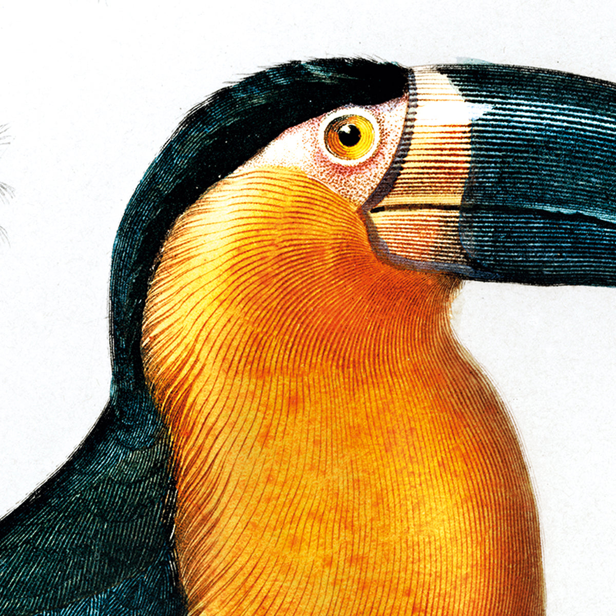 Toucan