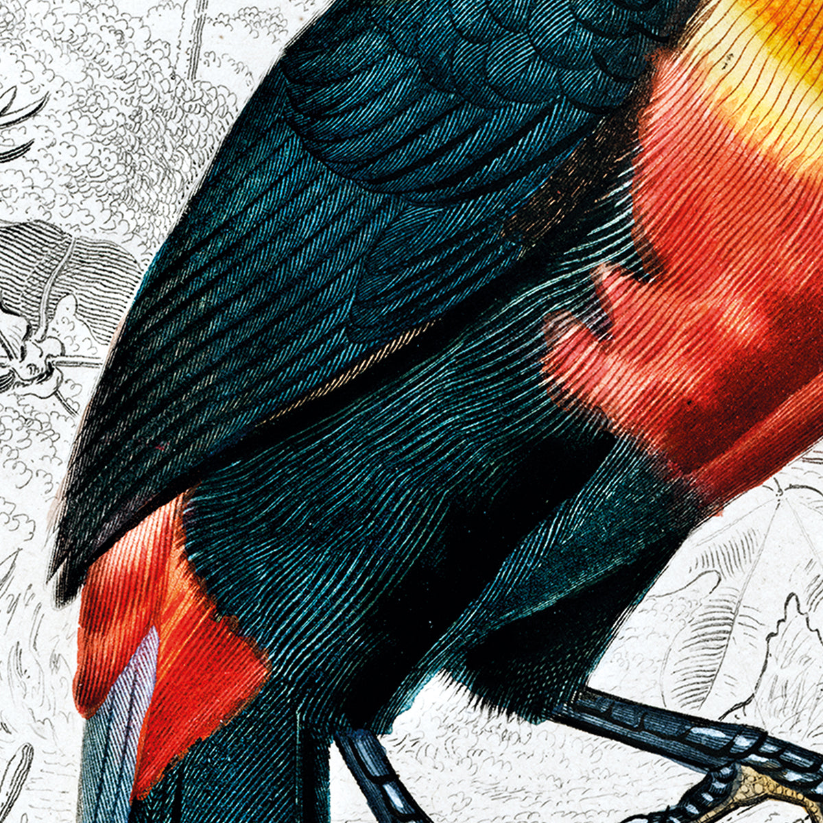 Toucan