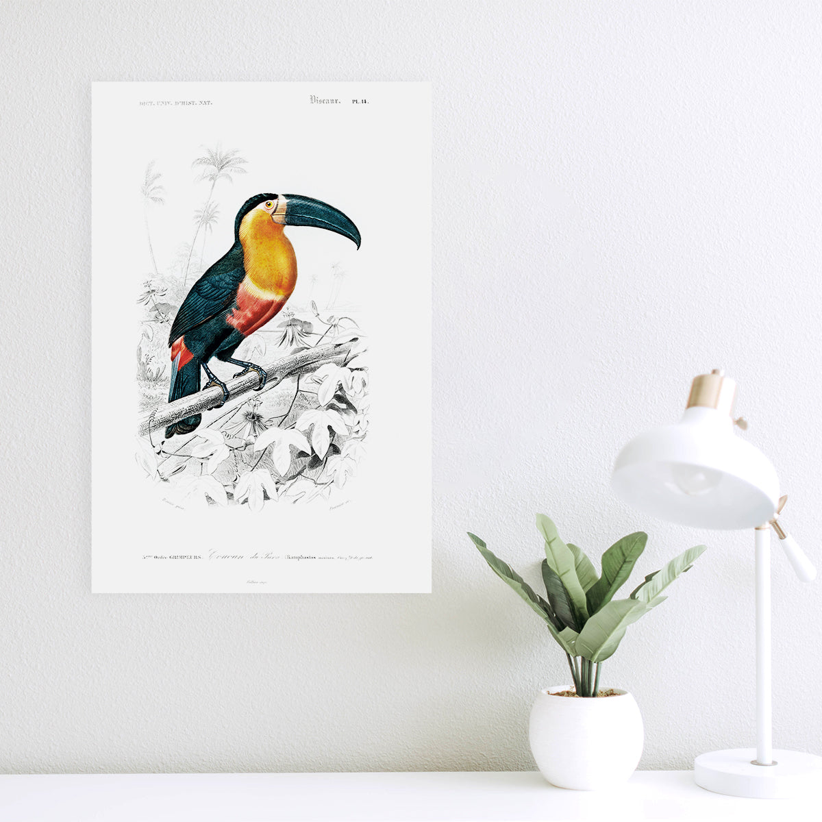 Toucan