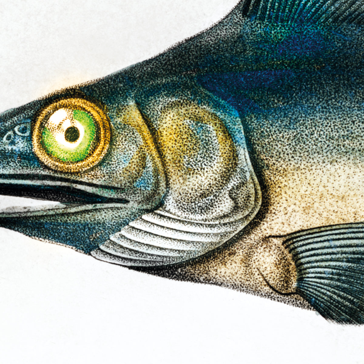 Fische