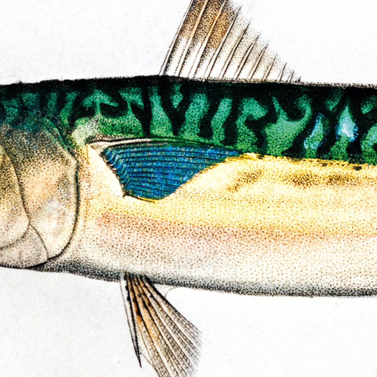 Fische