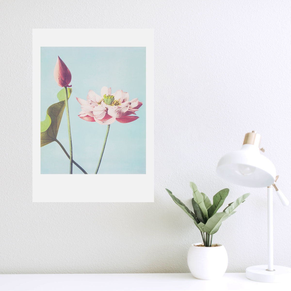 Lotus Blume
