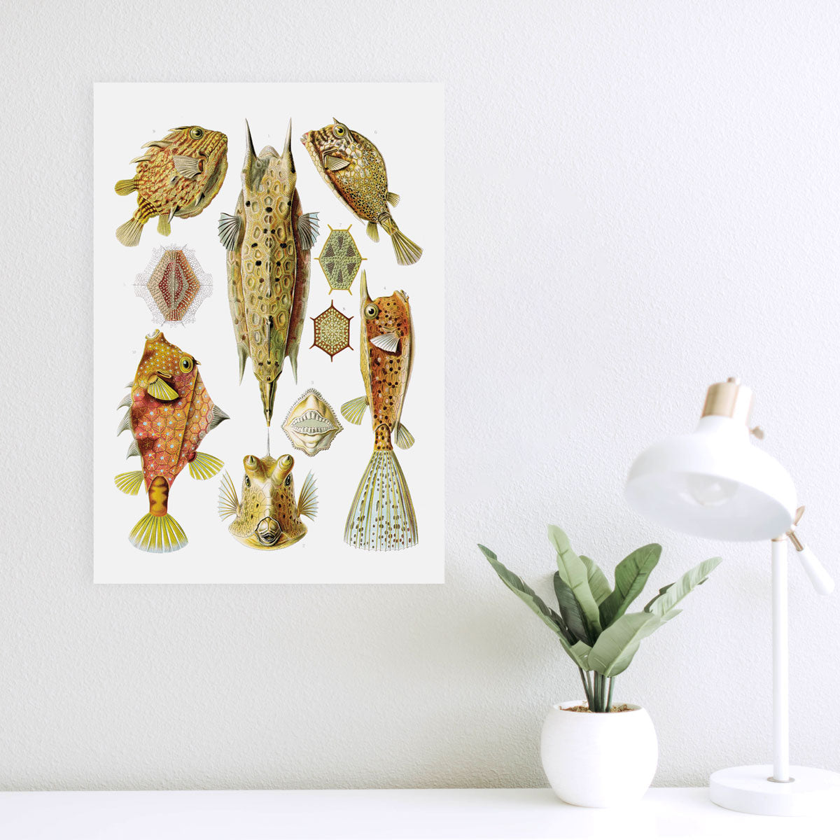 Ostraciidae - Fische