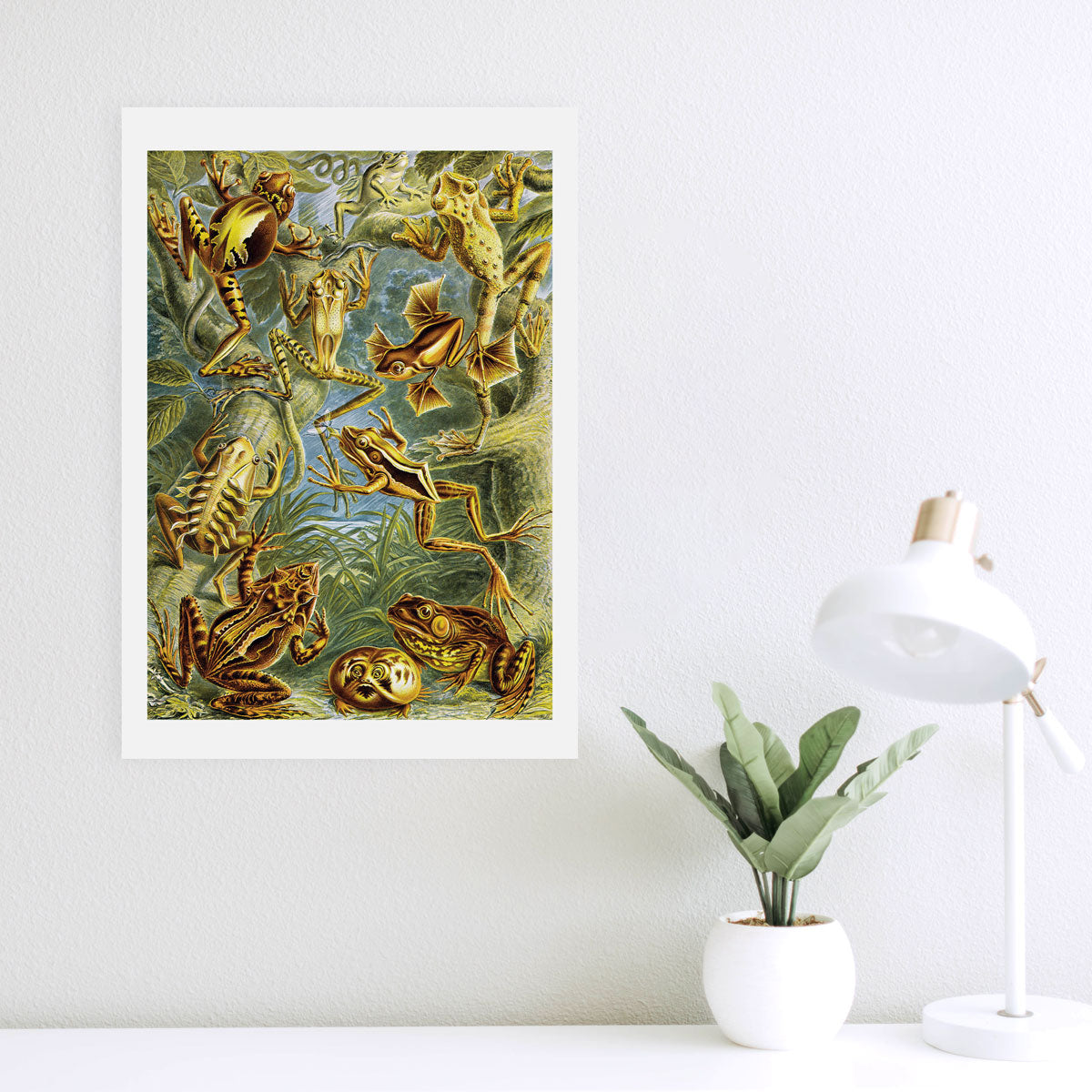 Batrachia - Frösche