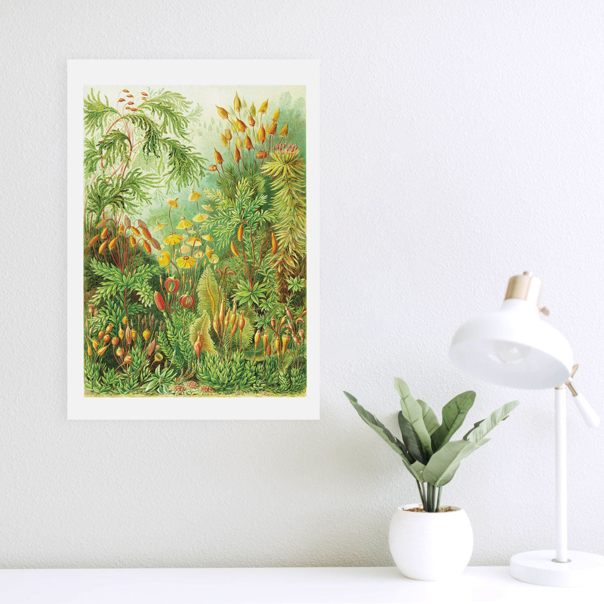 Muscinae - Polytrichum