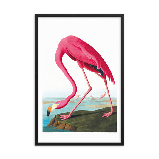 Amerikanischer Flamingo von Birds of America